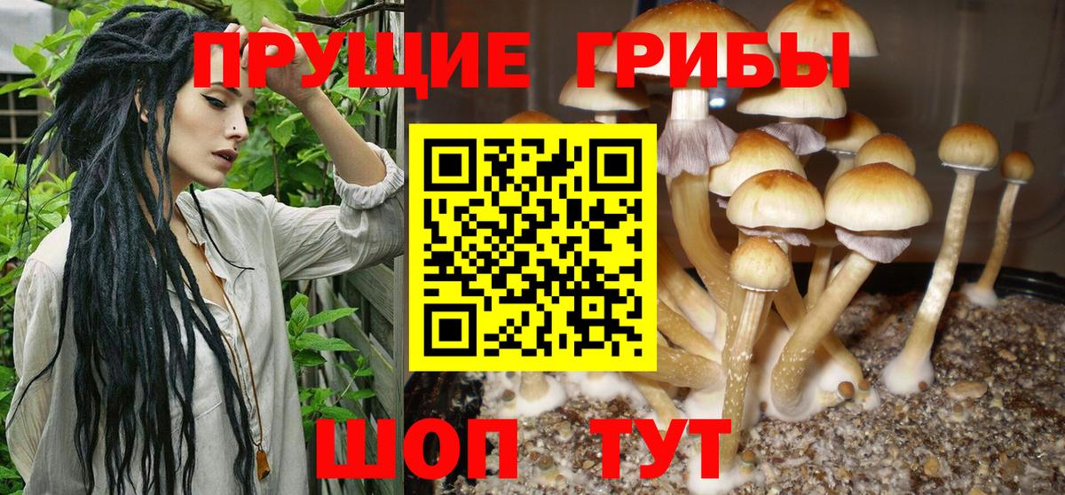 как найти   Галлюциногенные грибы Psilocybine cubensis  Вход с VPN  Усолье-Сибирское  Псилоцибиновые грибы прущие грибы 